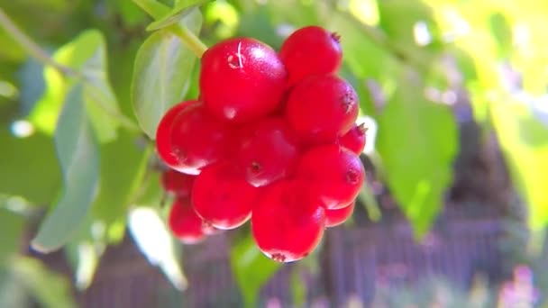 Madreselva Planta Medicinal China Con Frutas — Vídeos de Stock