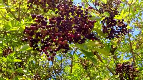 Elder Ripe Berries Food Medicine — Stock Video