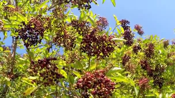 Elder Ripe Berries Food Medicine — Stock Video