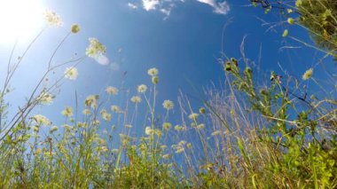 Almanya bir çayır üzerinde yabani havuç