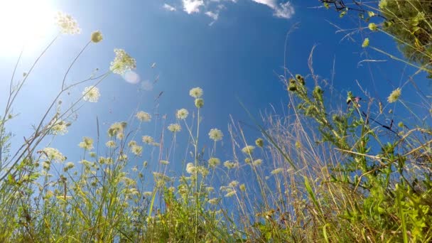 Wild Wortelen Een Weide Duitsland — Stockvideo