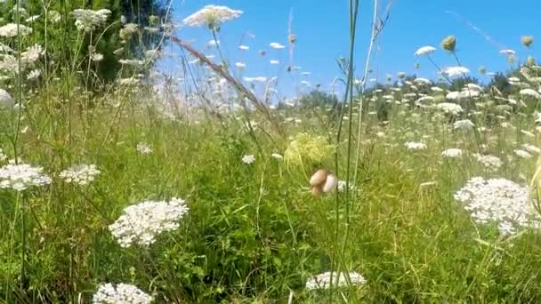 Wilde Möhren Auf Einer Wiese Deutschland — Stockvideo