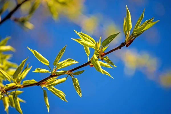 Folhas Árvore Primavera Com Céu Azul — Fotografia de Stock