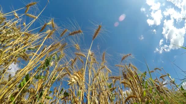 成熟的黑麦的领域在德国 — 图库视频影像