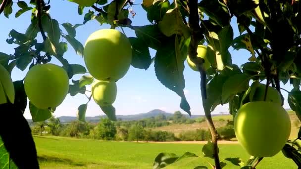 Äpplen Ett Träd Sommaren — Stockvideo