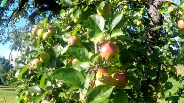 夏にはリンゴが木の上に — ストック動画