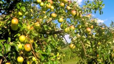 Yazın ağaçtaki elmalar