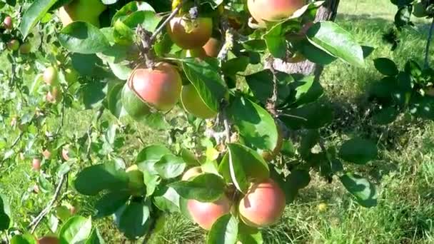 Appels Een Boom Zomer — Stockvideo