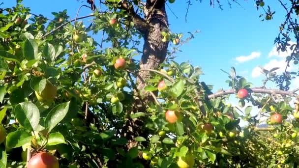 Jabłka Drzewie Latem — Wideo stockowe