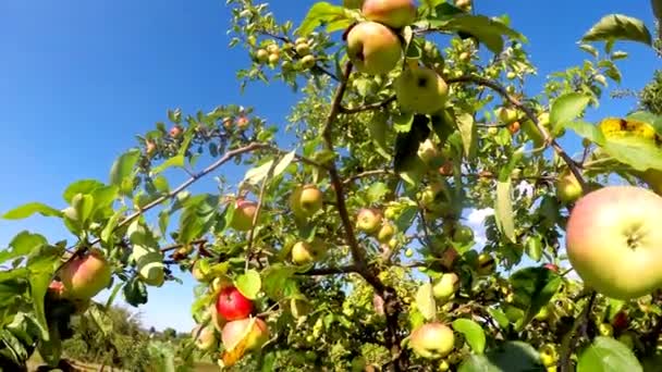 夏天的时候 树上有苹果 — 图库视频影像