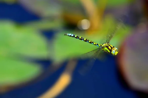 Keizer Dragonfly Tijdens Een Vlucht Een Vijver Met Water Lelies — Stockfoto