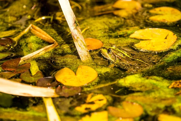 池の中の共通の水のカエル — ストック写真