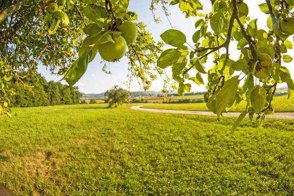 Apples Tree German Landscape — Stock Photo, Image