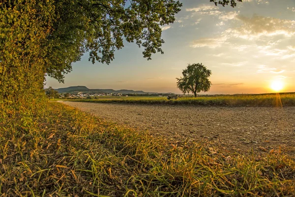 Sonnenuntergang Sommer Mit Baum Deutschland — Stockfoto