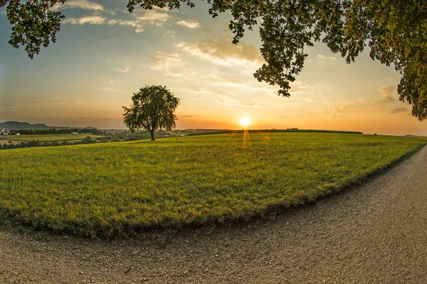 Tramonto Estate Con Albero Germania — Foto Stock