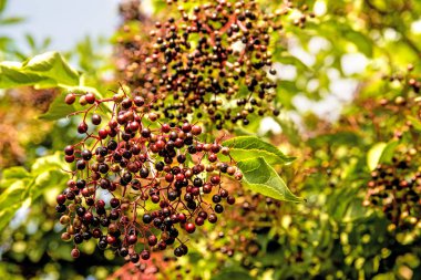 bir Bush yaşlı çilek