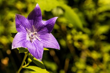 Çin bellflower, tıp bitki çiçek