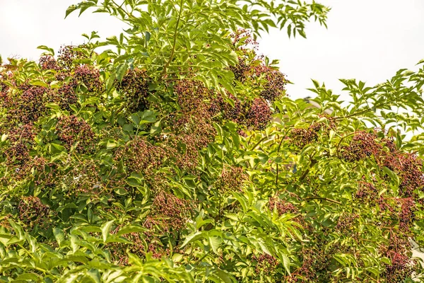 Bayas Maduras Saúco Verano Alemania — Foto de Stock