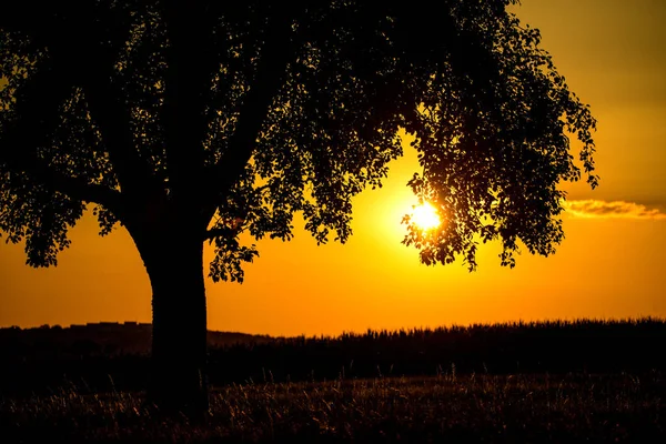 Puesta Sol Verano Con Árbol — Foto de Stock