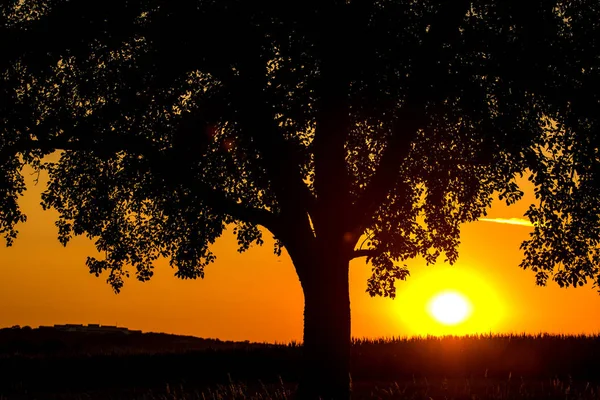 Puesta Sol Verano Con Árbol — Foto de Stock