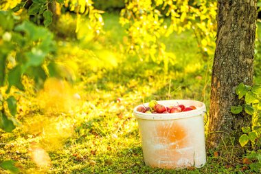 bir kova bir bahçe içinde elma