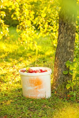 bir kova bir bahçe içinde elma