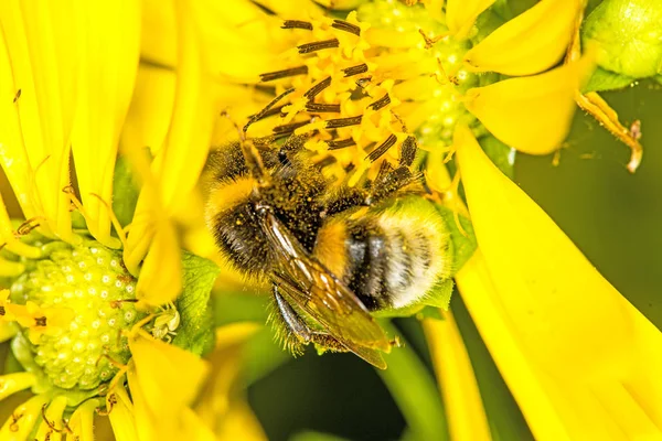 Buff Tailed Humla Kompass Blomma — Stockfoto