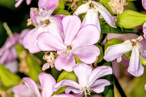 Gewöhnliches Speckkraut Mit Blume — Stockfoto