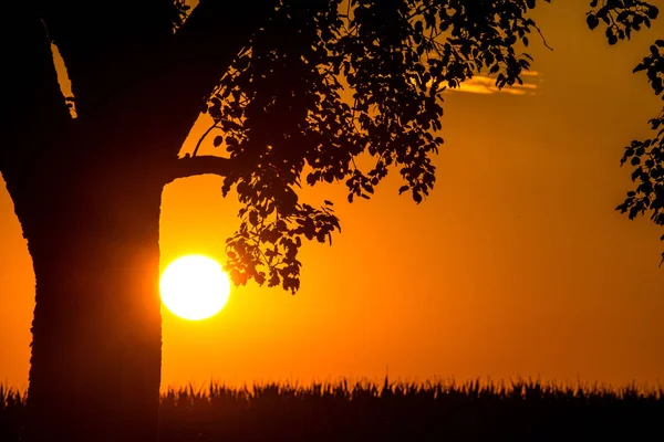 Puesta Sol Verano Con Árbol — Foto de Stock