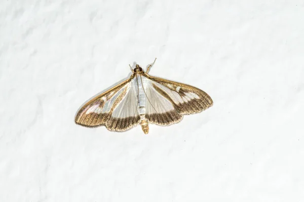 Box Tree Moth Vägg — Stockfoto