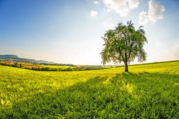 Paisaje Con Prado Árbol Vista Las Tierras Altas Alemanas Swabian — Foto de Stock