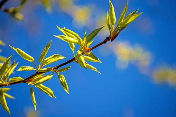 Folhas de árvore na primavera com um céu azul — Fotografia de Stock