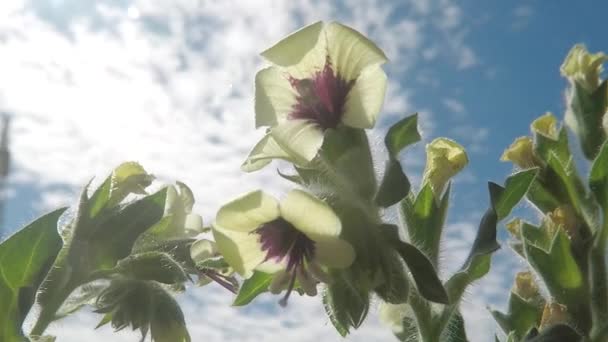Henbane Blanco Planta Medicinal Medicamento Con Flor — Vídeos de Stock