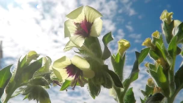 Λευκό Henbane Φαρμακευτικό Φυτό Και Φάρμακο Λουλούδι — Αρχείο Βίντεο