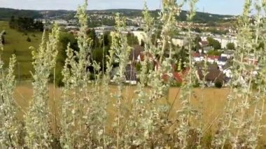 Pelin, şehrin Heidenheim arka plan ile Almanya'da otlar