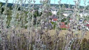 Pelin, şehrin Heidenheim arka plan ile Almanya'da otlar