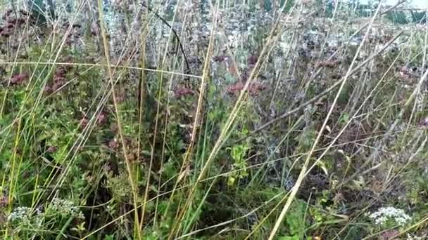 Absint Örter Tyskland Med Bakgrund Staden Heidenheim — Stockvideo