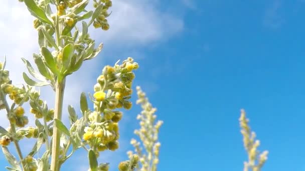 Absinthe Herb Flower — Stock Video