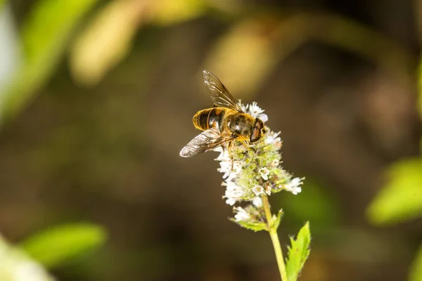 Revolotear Mosca Sobre Una Flor Menta —  Fotos de Stock