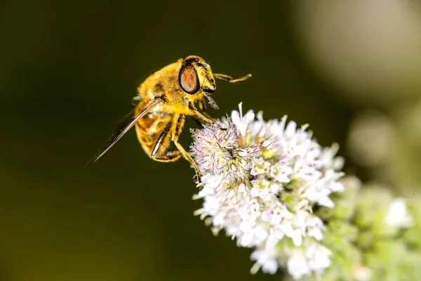 Hover Fly Flower Peppermint — Stock Photo, Image