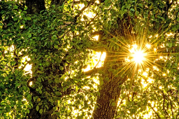 Sonne Scheint Durch Ein Laubdach Gegenlicht — Stockfoto
