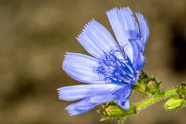 Cicoria Vegetale Medicinale Con Fiore — Foto Stock