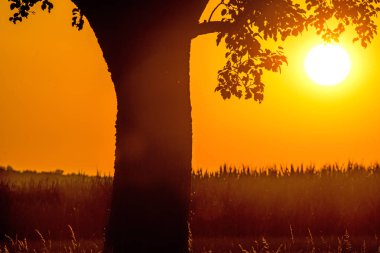 Yaz Ağaç Sunset