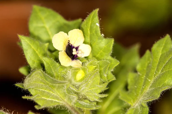 Witte Bilzekruid Medicinale Planten Drug — Stockfoto