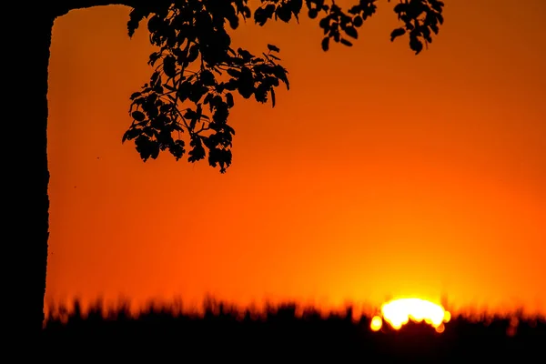 Puesta Sol Verano Con Árbol — Foto de Stock