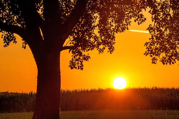 Puesta Sol Verano Con Árbol — Foto de Stock