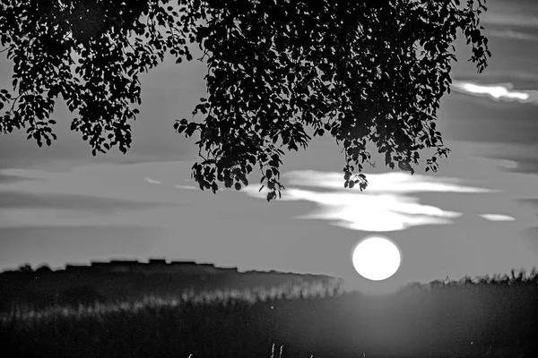 Sonnenuntergang Sommer Mit Baum — Stockfoto