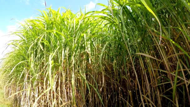 switch grass, soutien renouvelable pour le gaz 