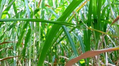 çim, gaz için yenilenebilir destek geçiş