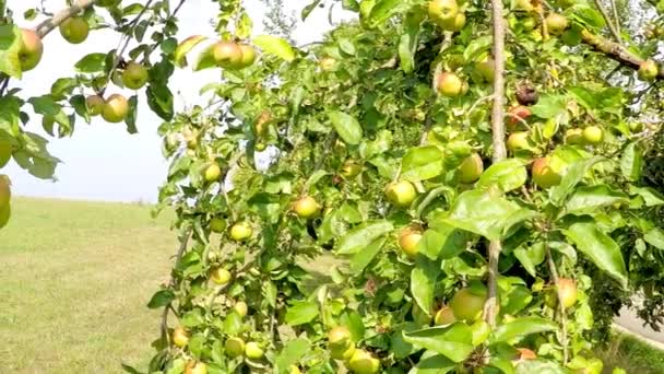 Apples Tree Summertime — Stock Video